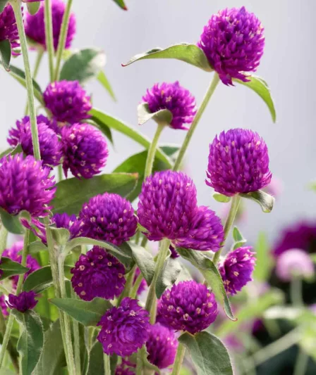 Gomphrena globosa 'Ping Pong Purple', Globe Amaranth 'Ping Pong Purple', Bachelor's Button 'Ping Pong Purple', Globe Flower 'Ping Pong Purple', Purple Globe Amaranth