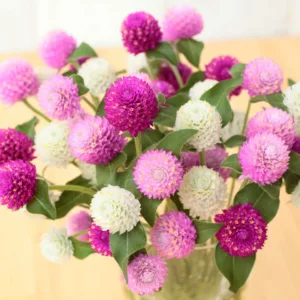 Gomphrena globosa 'Ping Pong Series', Globe Amaranth 'Ping Pong Series', Bachelor's Button 'Ping Pong Series', Globe Flower 'Ping Pong Series', Purple Globe amaranth, Pink Globe Amaranth, White Globe Amaranth