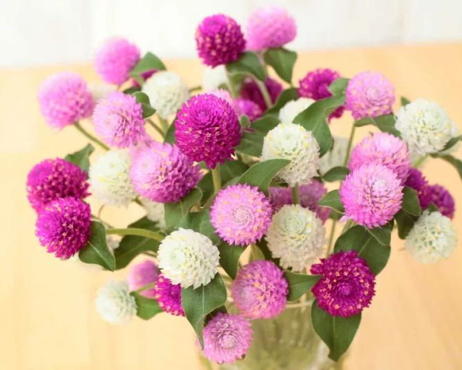 Gomphrena globosa 'Ping Pong Series', Globe Amaranth 'Ping Pong Series', Bachelor's Button 'Ping Pong Series', Globe Flower 'Ping Pong Series', Purple Globe amaranth, Pink Globe Amaranth, White Globe Amaranth