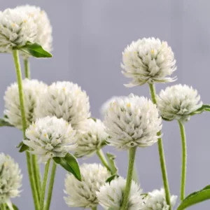 Gomphrena globosa 'Ping Pong White', Globe Amaranth 'Ping Pong White', Bachelor's Button 'Ping Pong White', Globe Flower 'Ping Pong White', White Globe Amaranth