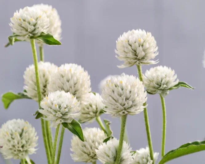 Gomphrena globosa 'Ping Pong White', Globe Amaranth 'Ping Pong White', Bachelor's Button 'Ping Pong White', Globe Flower 'Ping Pong White', White Globe Amaranth