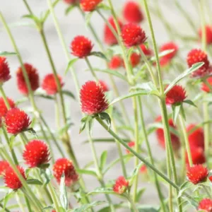 Gomphrena haageana 'Strawberry Fields', Strawberry Fields Globe Amaranth, Globe Amaranth 'Strawberry Fields', Rio Grande Globe Amaranth 'Strawberry Fields', Red Globe Amaranth 'Strawberry Fields', Red Bachelor's Button, Red Globe Flower, Red Globe Everlasting