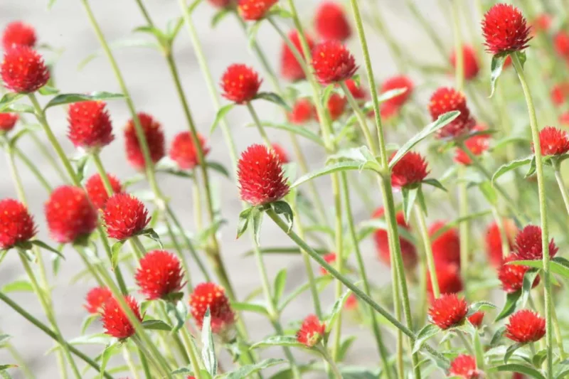 Gomphrena haageana 'Strawberry Fields', Strawberry Fields Globe Amaranth, Globe Amaranth 'Strawberry Fields', Rio Grande Globe Amaranth 'Strawberry Fields', Red Globe Amaranth 'Strawberry Fields', Red Bachelor's Button, Red Globe Flower, Red Globe Everlasting