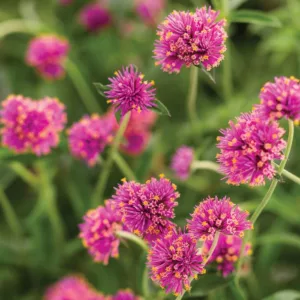 Gomphrena pulchella Truffula™ Pink, Globe Amaranth Truffula™ Pink, Gomphrena Truffula™ Pink, Purple flowers, Pink flowers