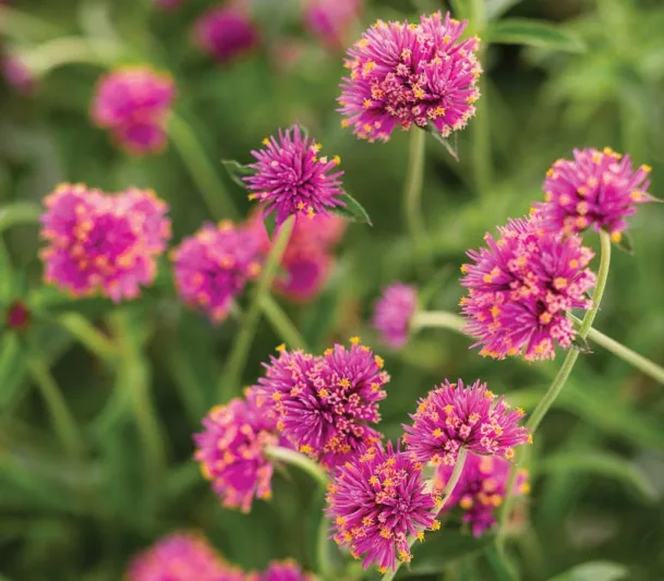 Gomphrena pulchella Truffula™ Pink, Globe Amaranth Truffula™ Pink, Gomphrena Truffula™ Pink, Purple flowers, Pink flowers