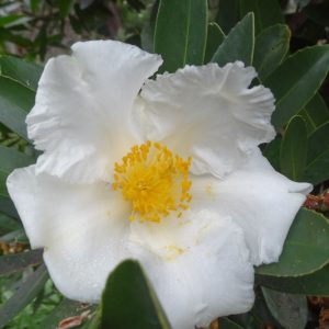Gordonia lasianthus, Gordonia, Loblolly Bay, Evergreen Shrubs, Evergreen Tree, White flowers, Fragrant Shrub, Fragrant Tree