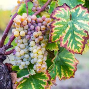 Gray Mold, Botrytis,  Identify Gray Mold, Identify Botrytis, Prevent Gray Mold, Prevent Botrytis, Treat Gray Mold, Treat Botrytis