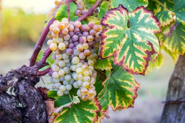 Gray Mold, Botrytis,  Identify Gray Mold, Identify Botrytis, Prevent Gray Mold, Prevent Botrytis, Treat Gray Mold, Treat Botrytis