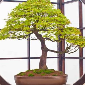 Acer, Acer palmatum, acer palmatum dissectum, Japanese Maple, Trees for containers, Japanese maples for containers