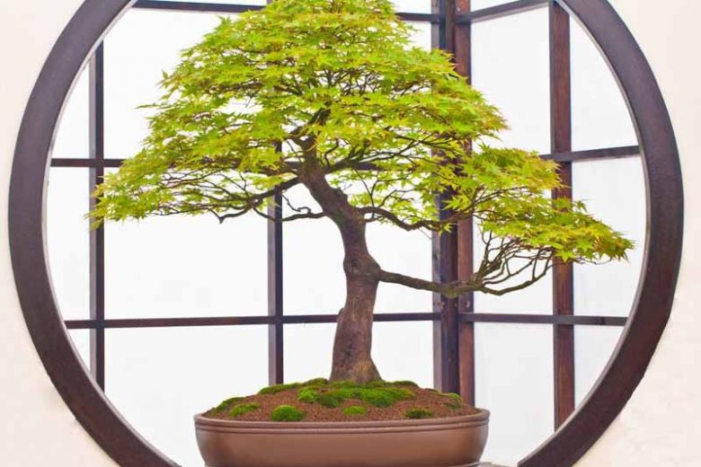 Acer, Acer palmatum, acer palmatum dissectum, Japanese Maple, Trees for containers, Japanese maples for containers