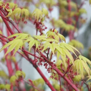 Acer, Acer palmatum, acer palmatum dissectum, Japanese Maple, Winter bark, Coral Bark Maples, Coral Bark Acers, Maples with wintert interest