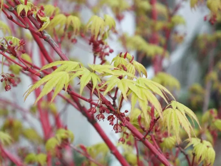 Acer, Acer palmatum, acer palmatum dissectum, Japanese Maple, Winter bark, Coral Bark Maples, Coral Bark Acers, Maples with wintert interest