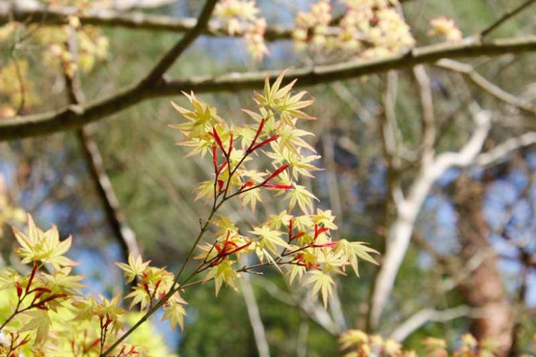 Acer, Acer palmatum, acer palmatum dissectum, Japanese Maple, Winter bark, Spring foliage, spring color