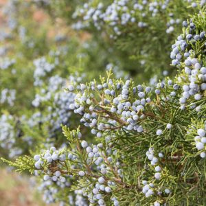New England, New England garden, Best shrubs, Native Plants, Native Shrubs, Native Trees, Native Perennials , Dry soils