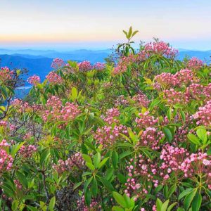 New England, New England garden, Best shrubs, Native Plants, Native Shrubs, Native Trees, Native Perennials , Dry soils