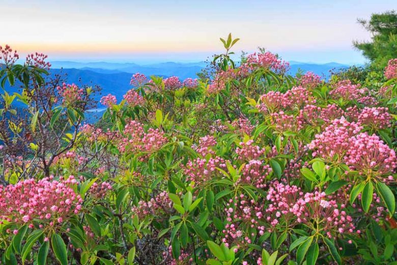New England, New England garden, Best shrubs, Native Plants, Native Shrubs, Native Trees, Native Perennials , Dry soils
