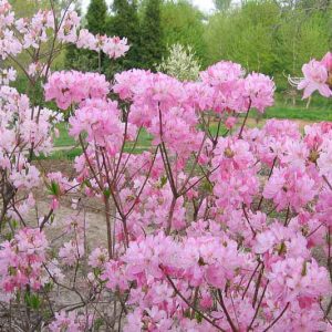 New England, New England garden, Best shrubs, Native Plants, Native Shrubs, Native Trees, Native Perennials , Dry soils