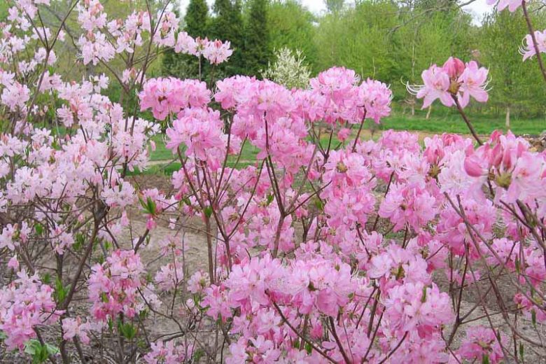 New England, New England garden, Best shrubs, Native Plants, Native Shrubs, Native Trees, Native Perennials , Dry soils