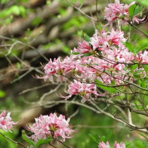 New England, New England garden, Best shrubs, Native Plants, Native Shrubs, Native Trees, Native Perennials , Dry soils
