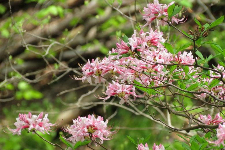 New England, New England garden, Best shrubs, Native Plants, Native Shrubs, Native Trees, Native Perennials , Dry soils