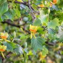 New England, New England garden, Best shrubs, Native Plants, Native Shrubs, Native Trees, Native Perennials , Dry soils
