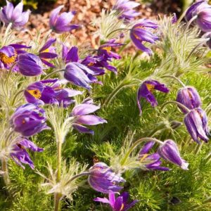 Midwest, Midwest garden, Best Perennials, Midwest Perennials, Great Perennials, Perennials for Midwest