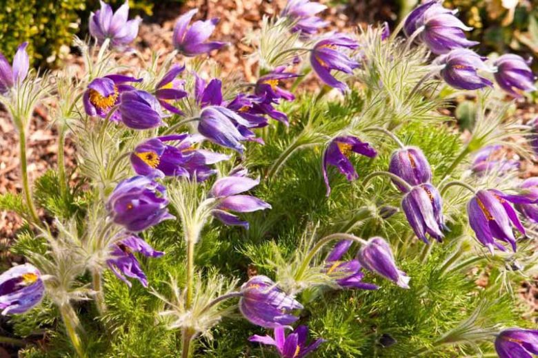 Midwest, Midwest garden, Best Perennials, Midwest Perennials, Great Perennials, Perennials for Midwest
