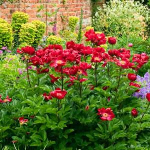 Mid-Atlantic, Mid-Atlantic states, Mid-Atlantic garden, Best Perennials, Mid-Atlantic Perennials, Great Perennials, Perennials for Mid-Atlantic