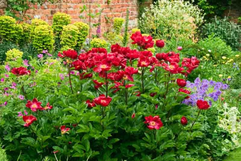 Mid-Atlantic, Mid-Atlantic states, Mid-Atlantic garden, Best Perennials, Mid-Atlantic Perennials, Great Perennials, Perennials for Mid-Atlantic