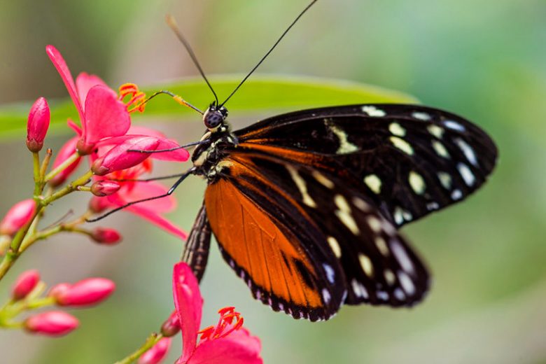 Pollinator Plants, Butterfly Plants, Hummingbird Plants, Bee Plants, Southeast Plants, Alabama Native Plants, Native Plants