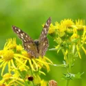 Pollinator Plants, Butterfly Plants, Hummingbird Plants, Bee Plants, Western US Plants, Arizona Native Plants, Native Plants