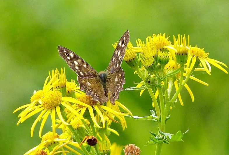 Pollinator Plants, Butterfly Plants, Hummingbird Plants, Bee Plants, Western US Plants, Arizona Native Plants, Native Plants