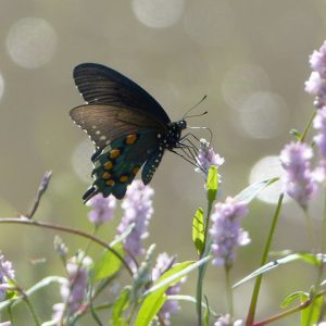 Pollinator Plants, Butterfly Plants, Hummingbird Plants, Bee Plants, Southeast Plants, Arkansas Native Plants, Native Plants