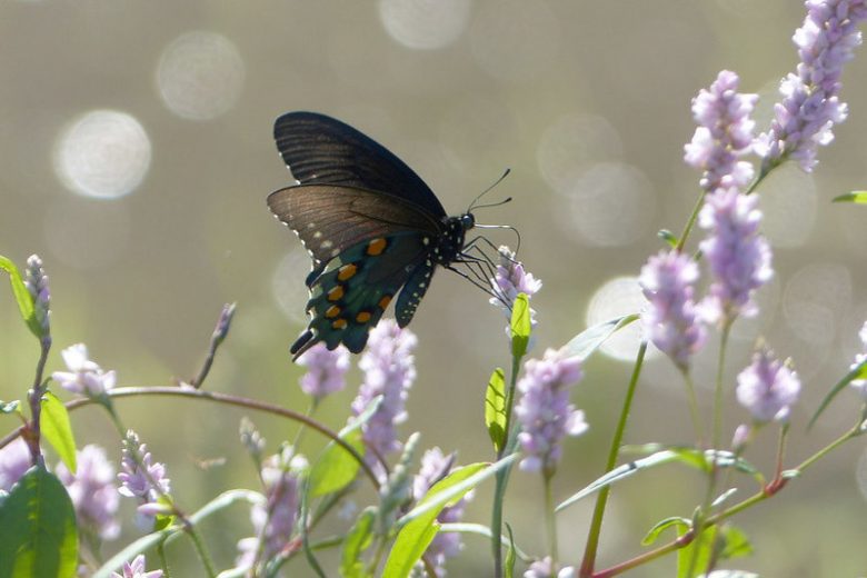 Pollinator Plants, Butterfly Plants, Hummingbird Plants, Bee Plants, Southeast Plants, Arkansas Native Plants, Native Plants