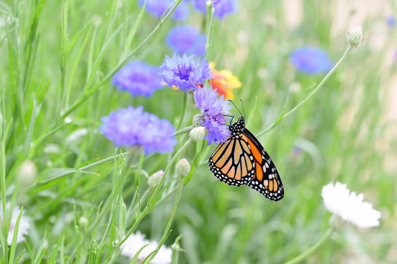 Pollinator Plants, Butterfly Plants, Hummingbird Plants, Bee Plants, Western US Plants, California Native Plants, Native Plants