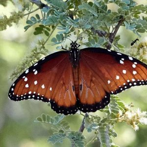 Pollinator Plants, Butterfly Plants, Hummingbird Plants, Bee Plants, Western US Plants, California Native Plants, Native Plants