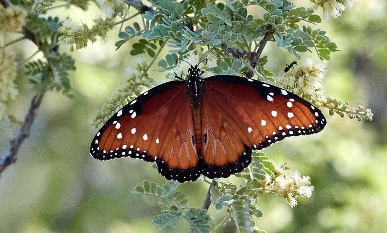 Pollinator Plants, Butterfly Plants, Hummingbird Plants, Bee Plants, Western US Plants, California Native Plants, Native Plants