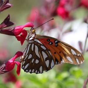 Pollinator Plants, Butterfly Plants, Hummingbird Plants, Bee Plants, Western US Plants, California Native Plants, Native Plants