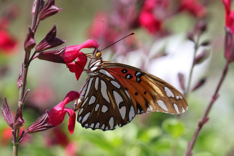 Pollinator Plants, Butterfly Plants, Hummingbird Plants, Bee Plants, Western US Plants, California Native Plants, Native Plants