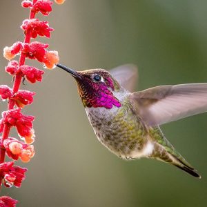 Pollinator Plants, Butterfly Plants, Hummingbird Plants, Bee Plants, Western US Plants, California Native Plants, Native Plants