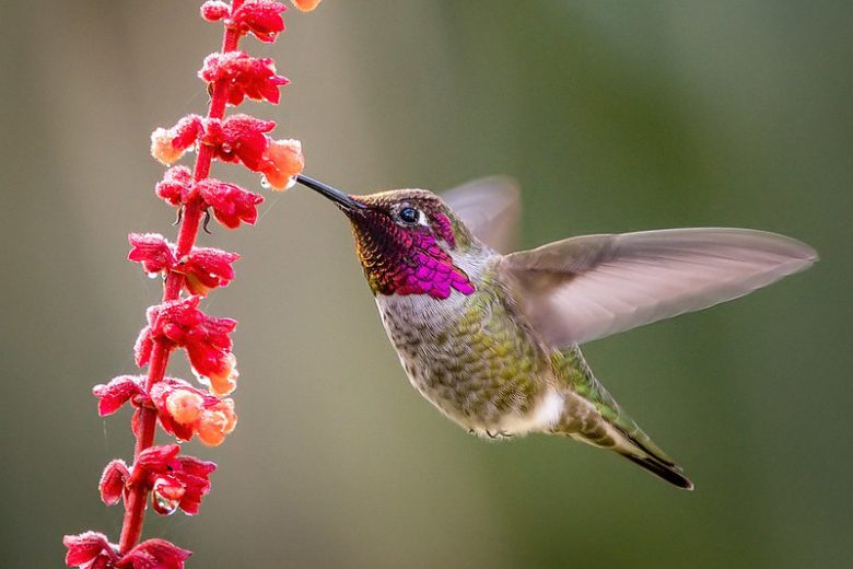 Pollinator Plants, Butterfly Plants, Hummingbird Plants, Bee Plants, Western US Plants, California Native Plants, Native Plants