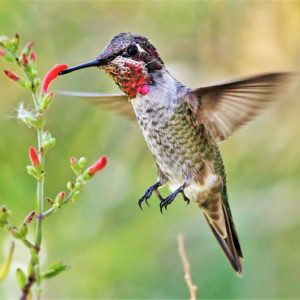 Pollinator Plants, Butterfly Plants, Hummingbird Plants, Bee Plants, Western US Plants, California Native Plants, Native Plants