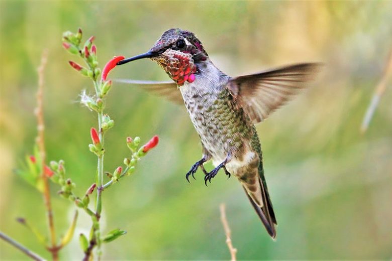 Pollinator Plants, Butterfly Plants, Hummingbird Plants, Bee Plants, Western US Plants, California Native Plants, Native Plants
