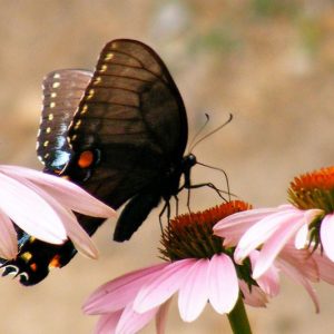 Pollinator Plants, Butterfly Plants, Hummingbird Plants, Bee Plants, Western Plants, Colorado Native Plants, Native Plants