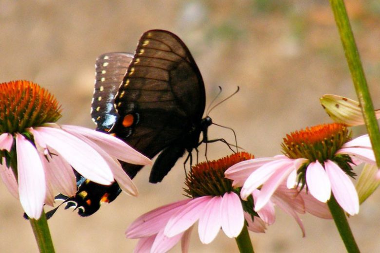Pollinator Plants, Butterfly Plants, Hummingbird Plants, Bee Plants, Western Plants, Colorado Native Plants, Native Plants