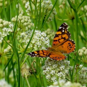 Pollinator Plants, Butterfly Plants, Hummingbird Plants, Bee Plants, Northeast Plants, Mid-Atlantic Plants, Delaware Native Plants, Native Plants