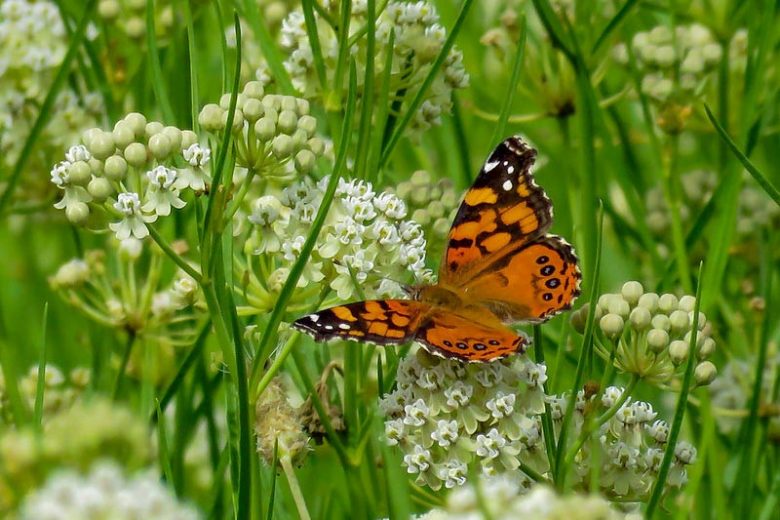 Pollinator Plants, Butterfly Plants, Hummingbird Plants, Bee Plants, Northeast Plants, Mid-Atlantic Plants, Delaware Native Plants, Native Plants