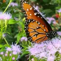 Pollinator Plants, Butterfly Plants, Hummingbird Plants, Bee Plants, Southeast Plants, Florida Native Plants, Native Plants