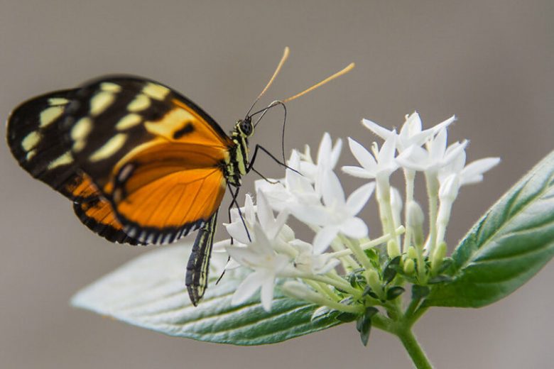 Pollinator Plants, Butterfly Plants, Hummingbird Plants, Bee Plants, Southeast Plants, Georgia Native Plants, Native Plants