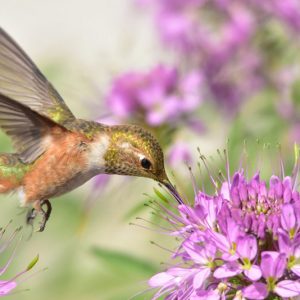 Pollinator Plants, Butterfly Plants, Hummingbird Plants, Bee Plants, Western US Plants, Idaho Native Plants, Native Plants